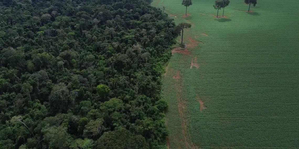 Brasil reduz em 42% perdas florestais em 2025, aponta estudo