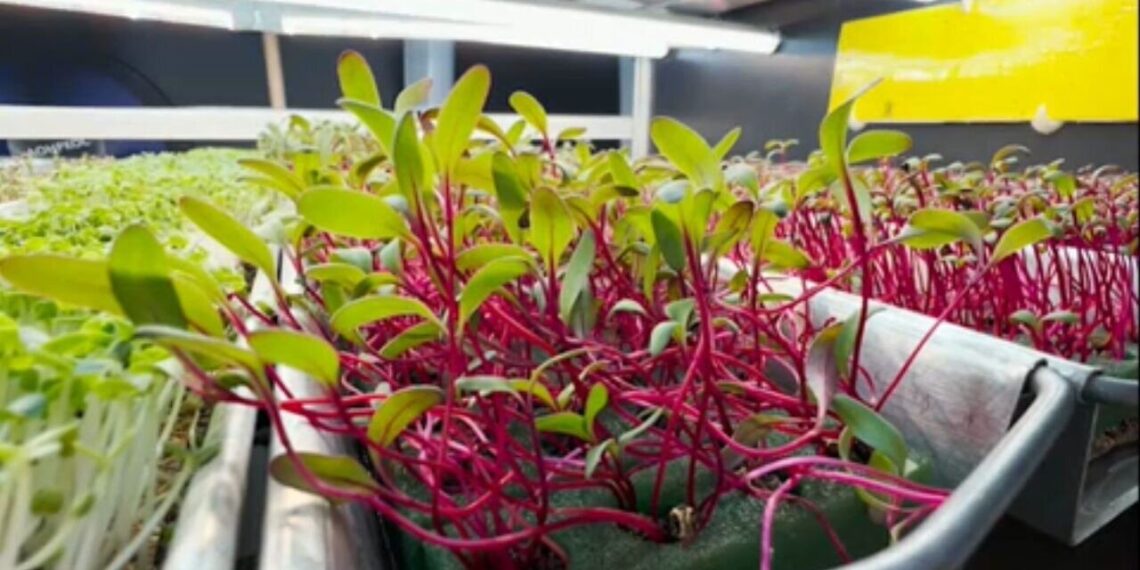 Salada em miniatura: conheça os microverdes considerados um superalimento