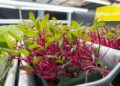 Salada em miniatura: conheça os microverdes considerados um superalimento