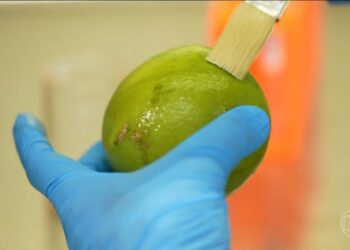Pesquisadores brasileiros desenvolvem biodetergente capaz de prolongar a vida útil de frutas e legumes