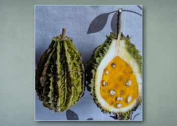 Você conhece a sapucainha? Fruta exótica da Mata Atlântica tem sementes tóxicas e consumo exige cuidado