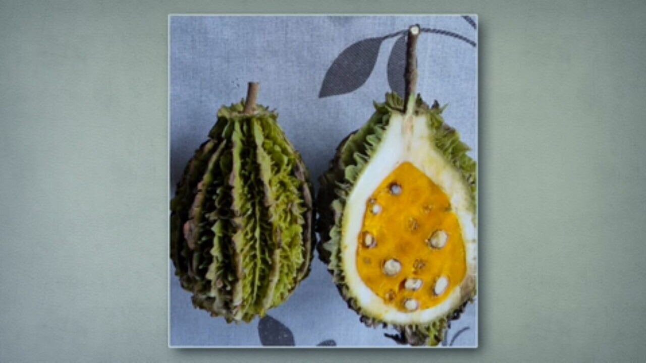 Você conhece a sapucainha? Fruta exótica da Mata Atlântica tem sementes tóxicas e consumo exige cuidado
