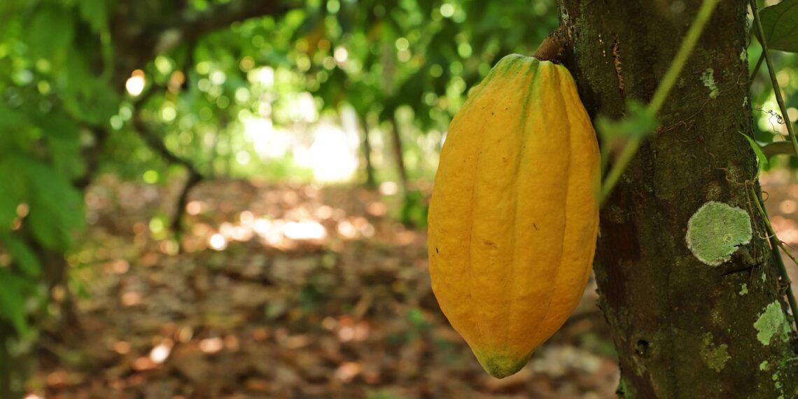 Veja dicas para o cultivo e poda do cacau