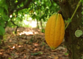 Veja dicas para o cultivo e poda do cacau