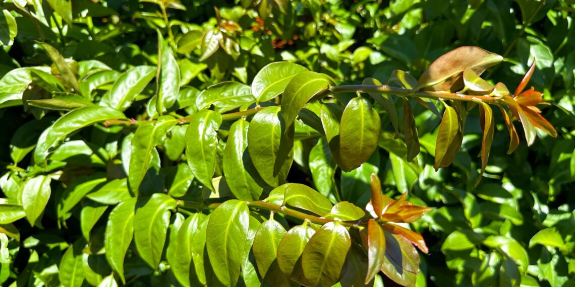 Veja dicas para cultivo e consumo de plantas alimentícias não convencionais (PANCS)