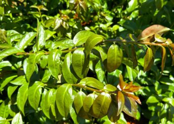 Veja dicas para cultivo e consumo de plantas alimentícias não convencionais (PANCS)