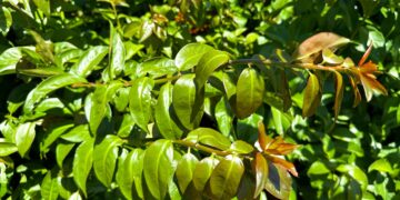 Veja dicas para cultivo e consumo de plantas alimentícias não convencionais (PANCS)