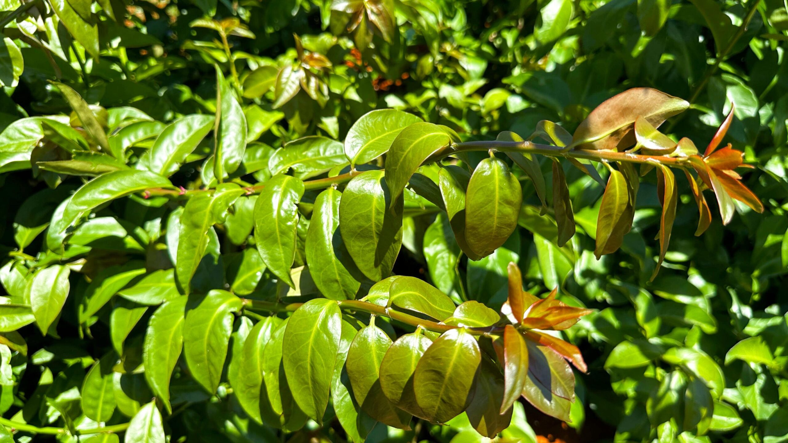 Veja dicas para cultivo e consumo de plantas alimentícias não convencionais (PANCS)