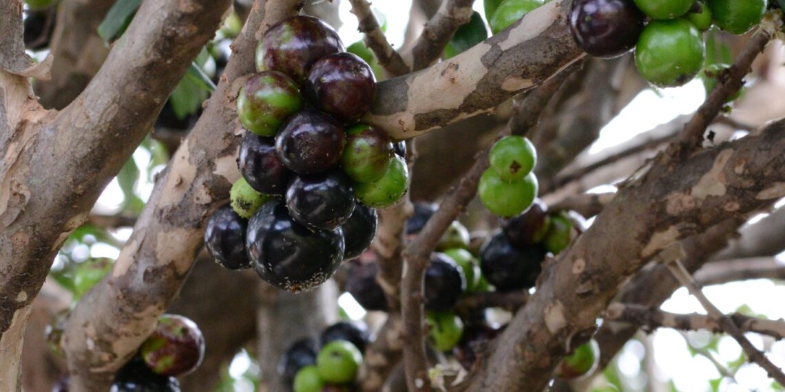 Por que a jabuticaba sempre aparece entre as melhores frutas do mundo? Veja o que ela tem de especial