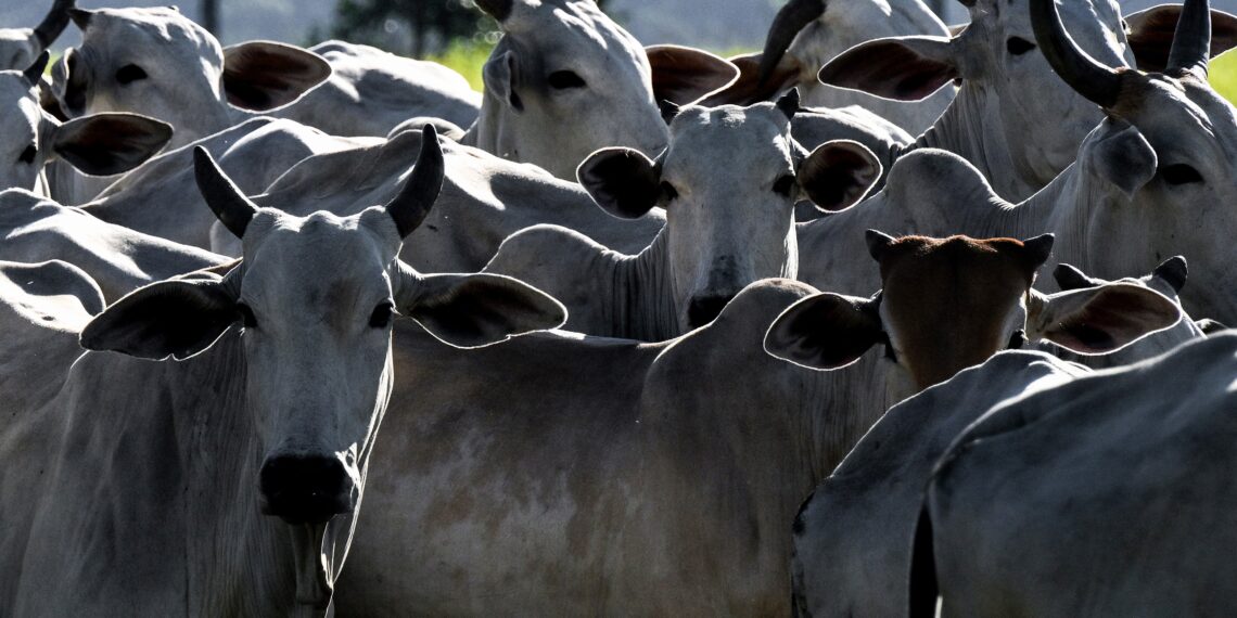 Agro brasileiro abre mercados para 29 produtos em 9 países nos primeiros dias de abril
