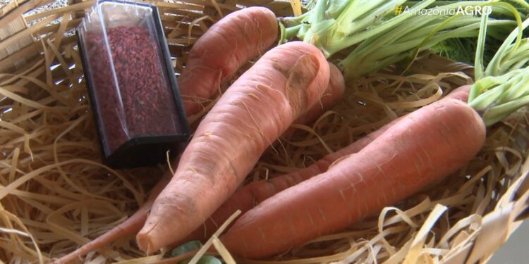 Calor extremo ameaça produção de alimentos no mundo, alertam agências da ONU