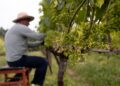 Vinhos soterrados por enchentes no RS viram edição especial; agricultores celebram retomada após tragédia