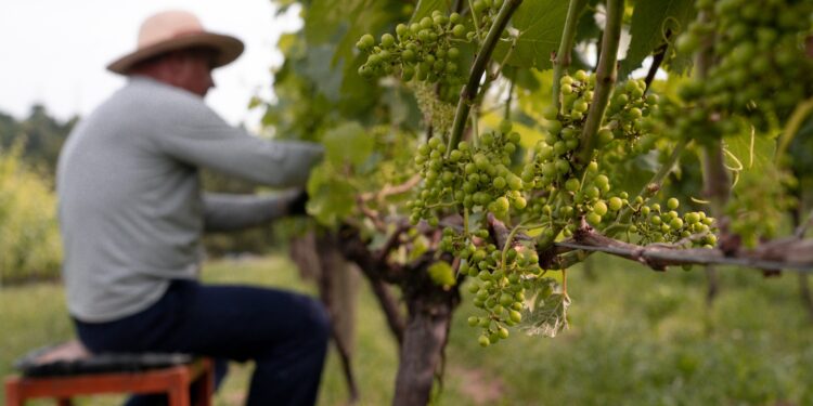 Vinhos soterrados por enchentes no RS viram edição especial; agricultores celebram retomada após tragédia