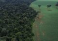 Brasil reduz em 42% perdas florestais em 2025, aponta estudo