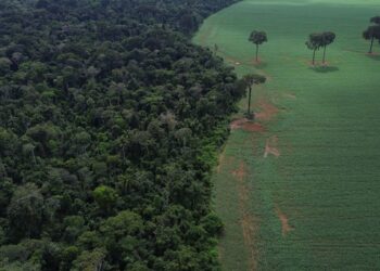 Brasil reduz em 42% perdas florestais em 2025, aponta estudo
