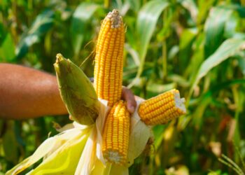 Guerra no Irã derruba em mais de 30% exportações brasileiras ao Golfo Pérsico