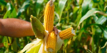 Guerra no Irã derruba em mais de 30% exportações brasileiras ao Golfo Pérsico