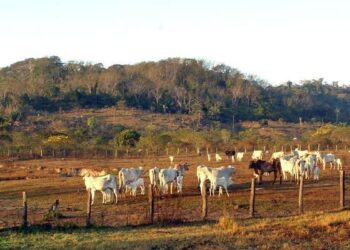 STF mantém lei que limita compra de terras por empresas estrangeiras