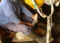 Produção e venda de foie gras podem passar a ser consideradas maus-tratos a animais no Brasil; entenda