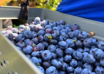 Quer produzir mirtilo? Veja dicas que podem te ajudar