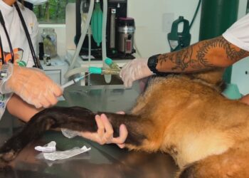 Casos de sarna em animais silvestres crescem 700% nos últimos oito anos no interior de SP