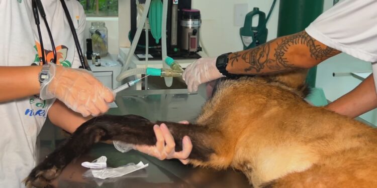 Casos de sarna em animais silvestres crescem 700% nos últimos oito anos no interior de SP