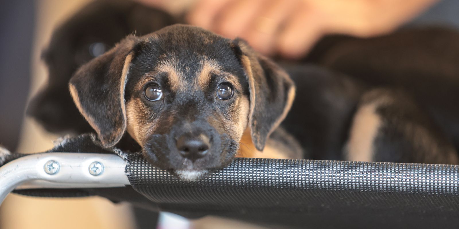 Governo abre consulta pública sobre genéricos e similares veterinários