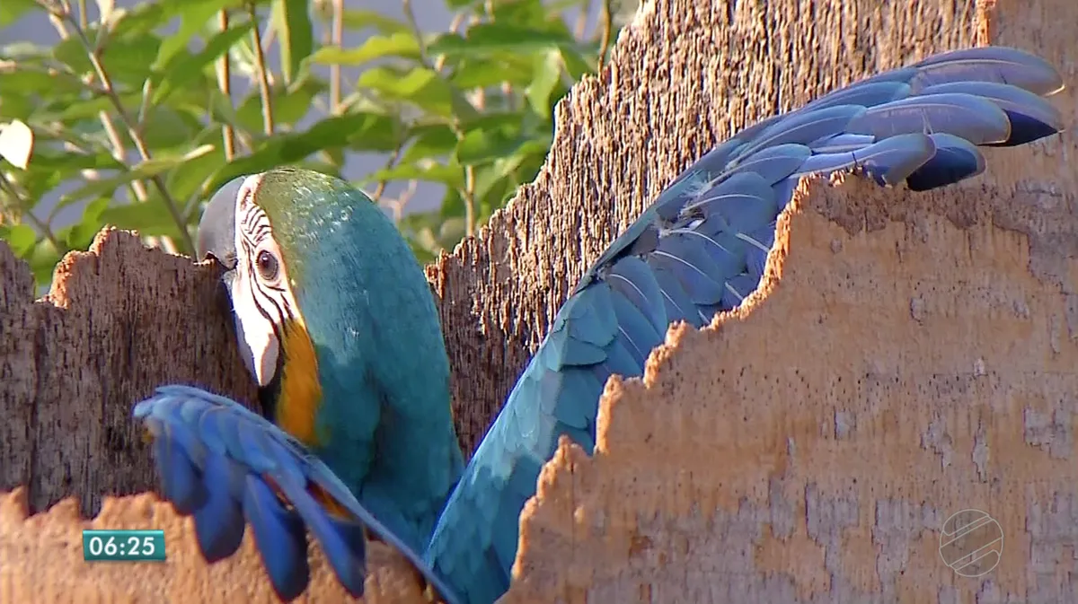 Pesquisadores monitoram o comportamento de araras no espaço urbano em MT | Mato Grosso