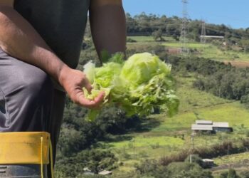 Temporal causa prejuízos na zona rural de Piedade; produtores perdem toneladas de alimentos