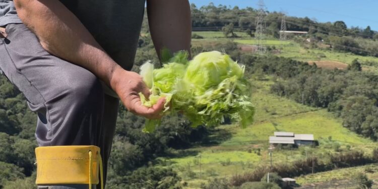 Temporal causa prejuízos na zona rural de Piedade; produtores perdem toneladas de alimentos