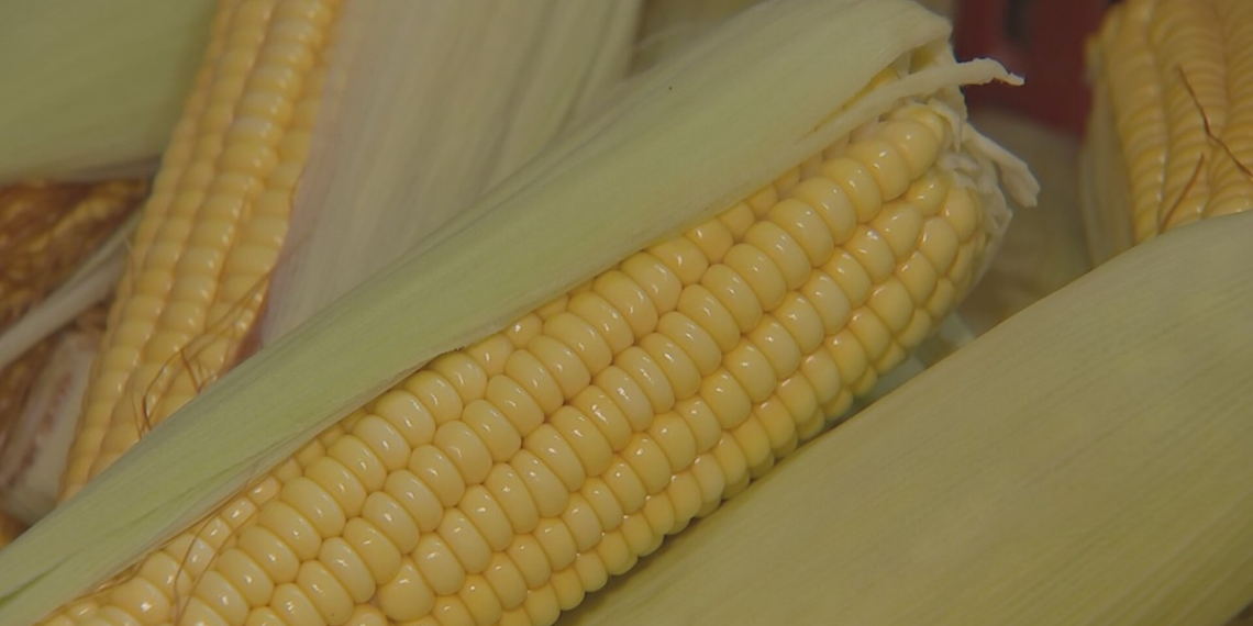 De espiga à pamonha: Capela do Alto mantém tradição e renda com cultivo de milho