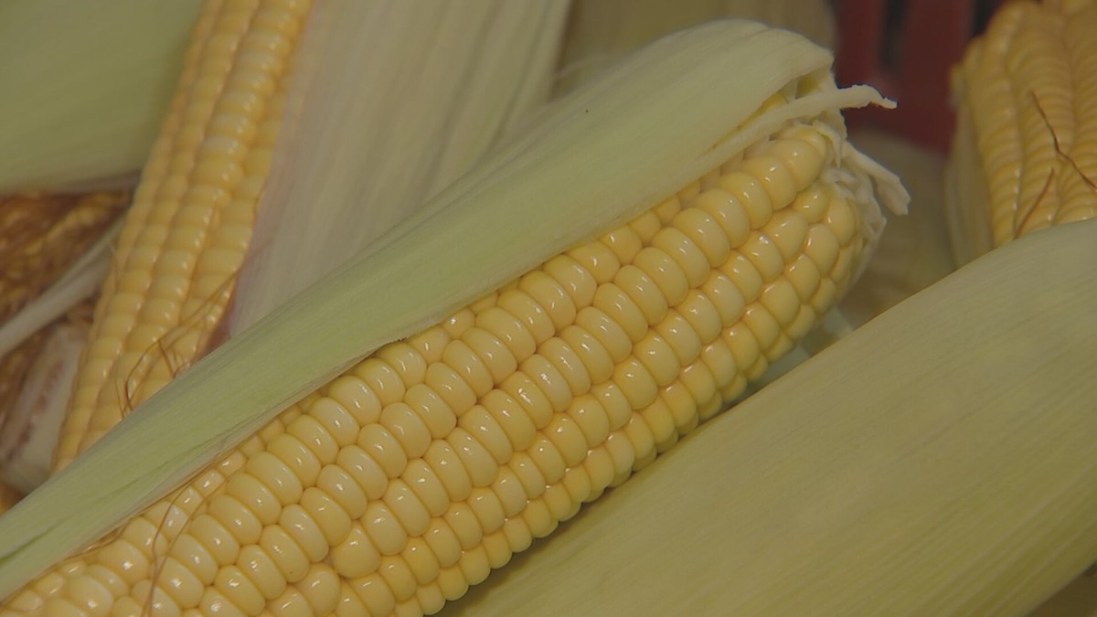 De espiga à pamonha: Capela do Alto mantém tradição e renda com cultivo de milho