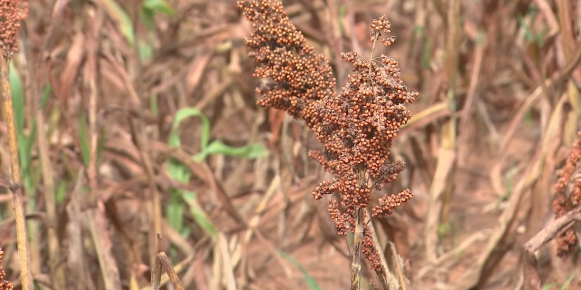 Sorgo avança no interior de SP como alternativa à seca