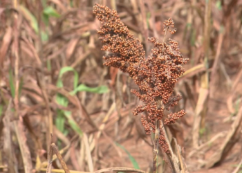 Sorgo avança no interior de SP como alternativa à seca