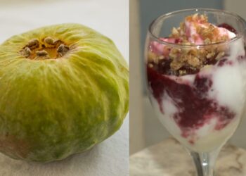 Gabiroba gigante: conheça fruta da Mata Atlântica que venceu concurso