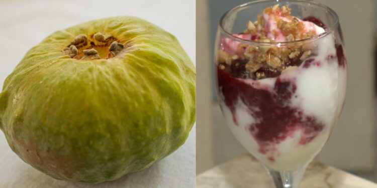 Gabiroba gigante: conheça fruta da Mata Atlântica que venceu concurso