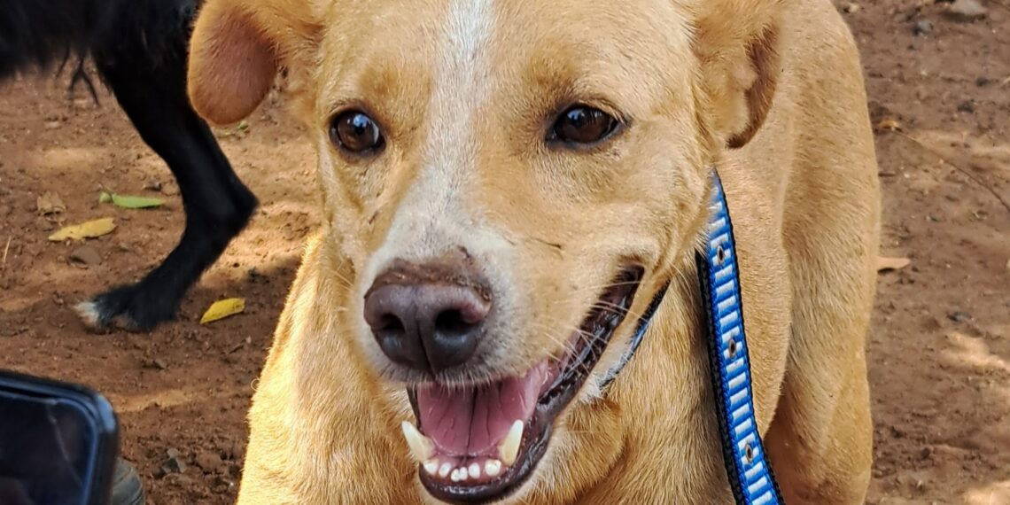 México reconhece ‘cachorro caramelo’ como raça mexicana e provoca reação de brasileiros nas redes sociais