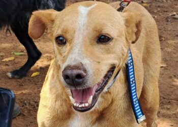 México reconhece ‘cachorro caramelo’ como raça mexicana e provoca reação de brasileiros nas redes sociais