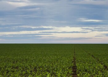 Fazenda estuda Fundo Garantidor para dívidas rurais