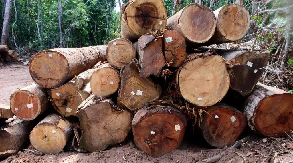 Sema aplica R$ 2,9 bilhões em multas por desmatamento ilegal e incêndios florestais em 2025