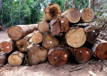 Sema aplica R$ 2,9 bilhões em multas por desmatamento ilegal e incêndios florestais em 2025