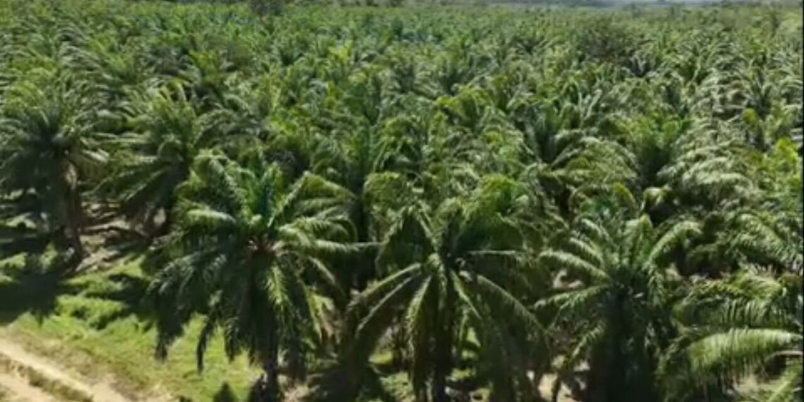 Projeto no Pará revoluciona o cultivo de dendê e eleva produção em até 38%; saiba mais