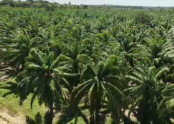Projeto no Pará revoluciona o cultivo de dendê e eleva produção em até 38%; saiba mais