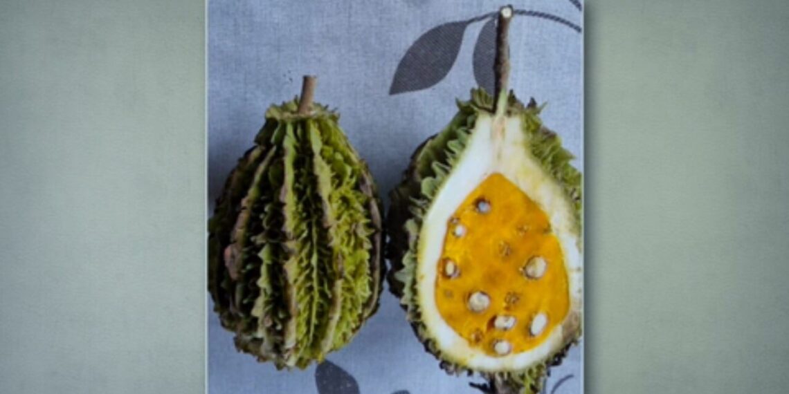 Como cultivar a palma forrageira