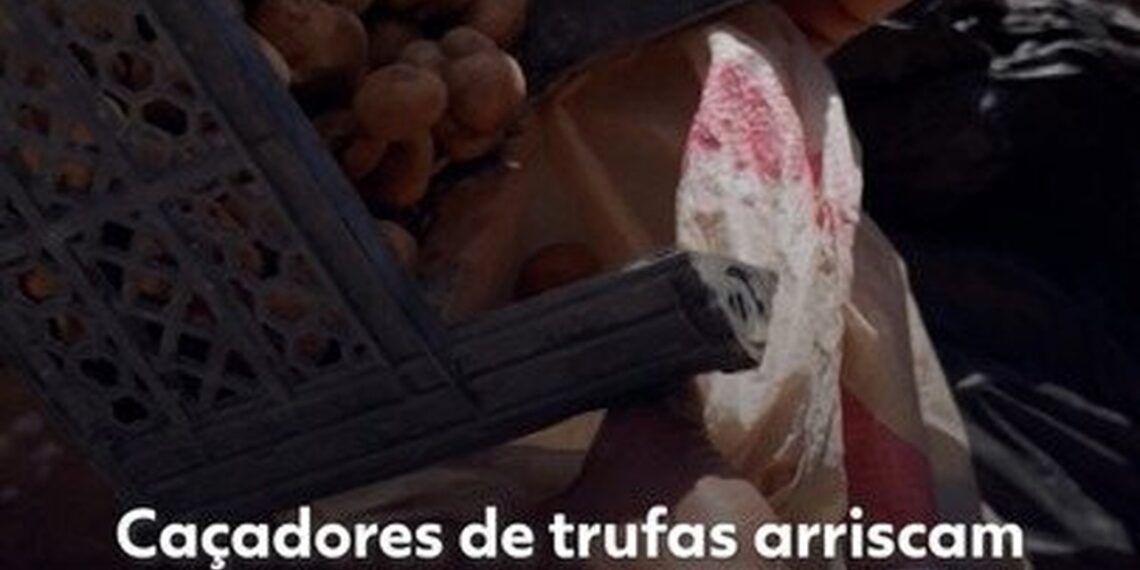 ‘Iguarias banhadas em sangue’: caçadores de trufas arriscam a vida em meio a minas terrestres na Síria