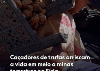 ‘Iguarias banhadas em sangue’: caçadores de trufas arriscam a vida em meio a minas terrestres na Síria
