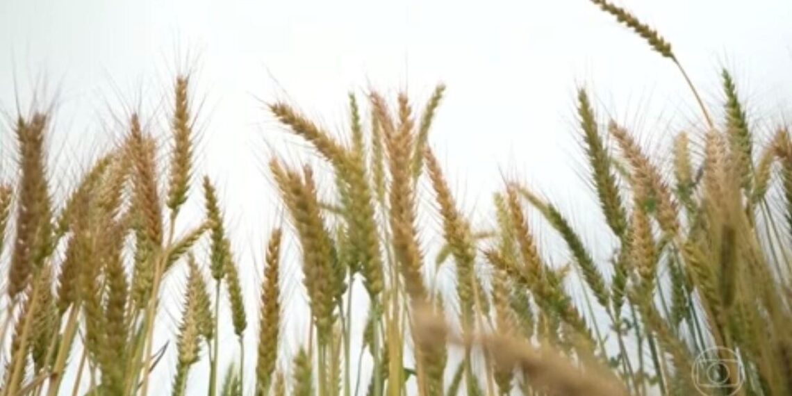 Preço global dos alimentos dispara com guerra no Oriente Médio