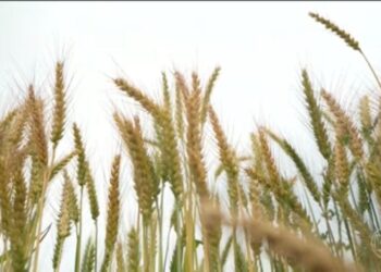 Preço global dos alimentos dispara com guerra no Oriente Médio