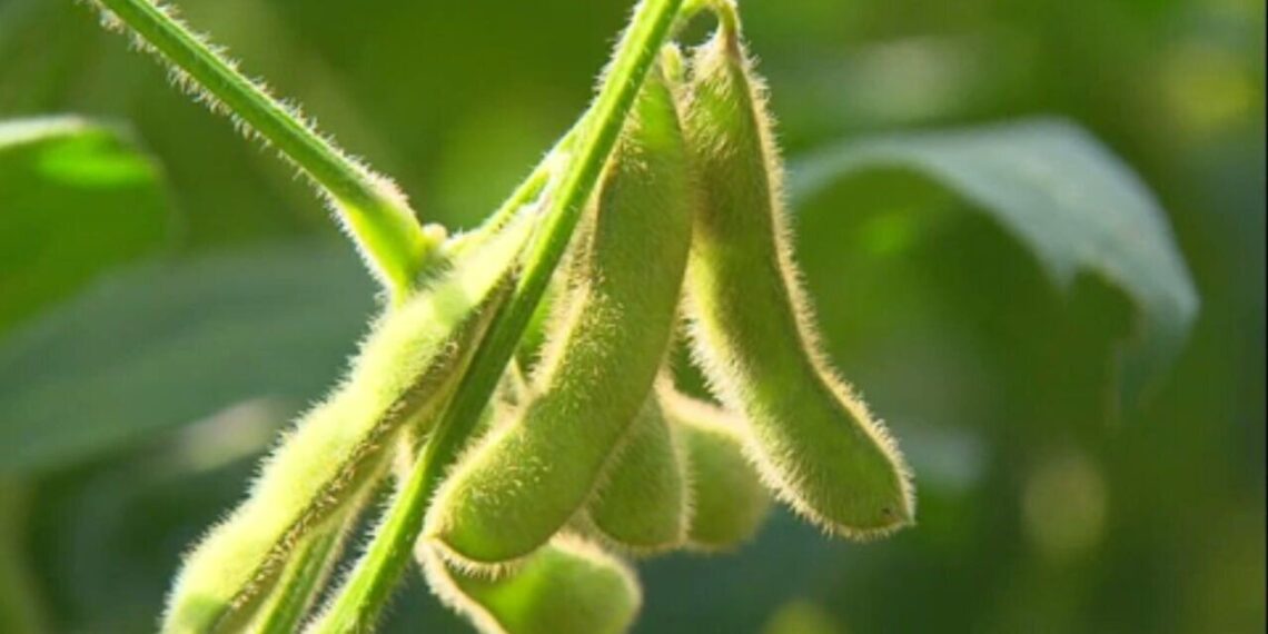 Edamame ganha versão brasileira, com grãos maiores e sabor mais suave