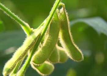 Edamame ganha versão brasileira, com grãos maiores e sabor mais suave